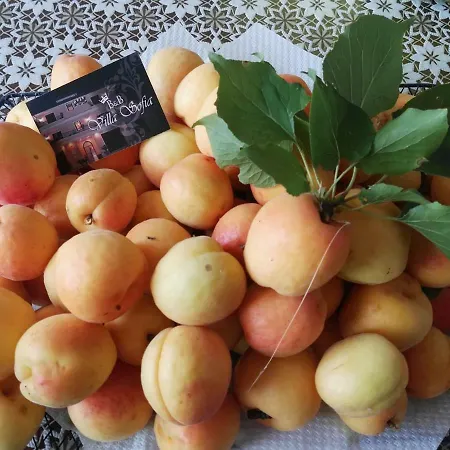 Sofia Bed and Breakfast Parghelia