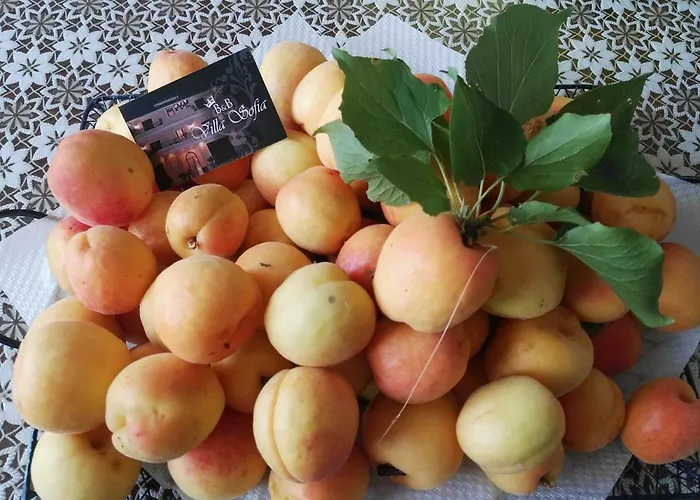 Sofia Bed & Breakfast Parghelia